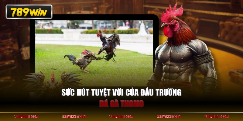 Sức hút tuyệt vời của đấu trường đá gà Thomo